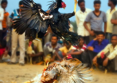 Bloody moment of cockfighting which is one of the main amusement ​games for villagers of Rajgram, Bankura, India Cockfighting is one of the main amusement games for villagers of Rajgram, Bankura, India © Copyright Apratim Saha. All rights reserved