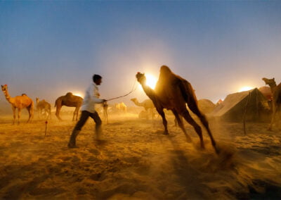 A camel shepherd is showing his camel running to the client during Pushkar Mela, Rajasthan.