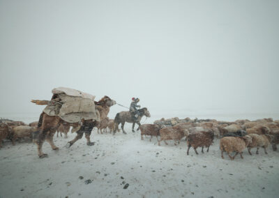 Eagle Hunter Ermekbay’s son Aktilek(Ақтілек), is migrating with his animals in the Altai mountains during a brutal snowstorm. Migration of the Eagle Hunters.