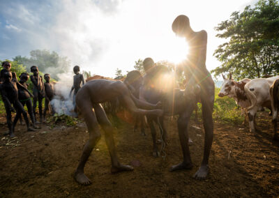 Cattle herders of Suri tribes from Omo Valley, Ethiopia are draining blood from the jugular vein of a cow with a bow and an arrow to drink.