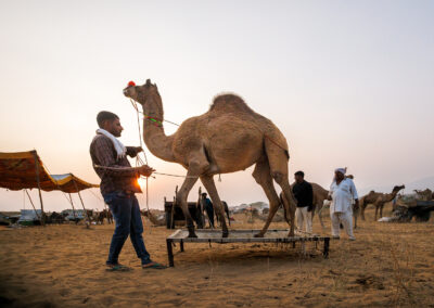 A camel herder at Pushkar Mela demonstrates the strength and health of his camel to potential buyers under the warm afternoon light.