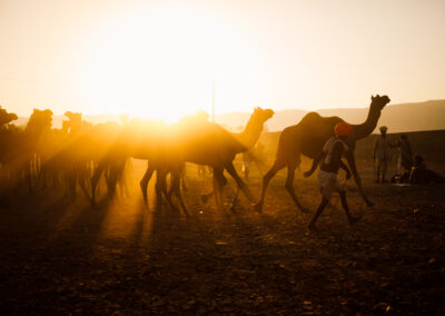 A camel shepherd is moving with his camel during Pushkar Mela, Rajasthan.