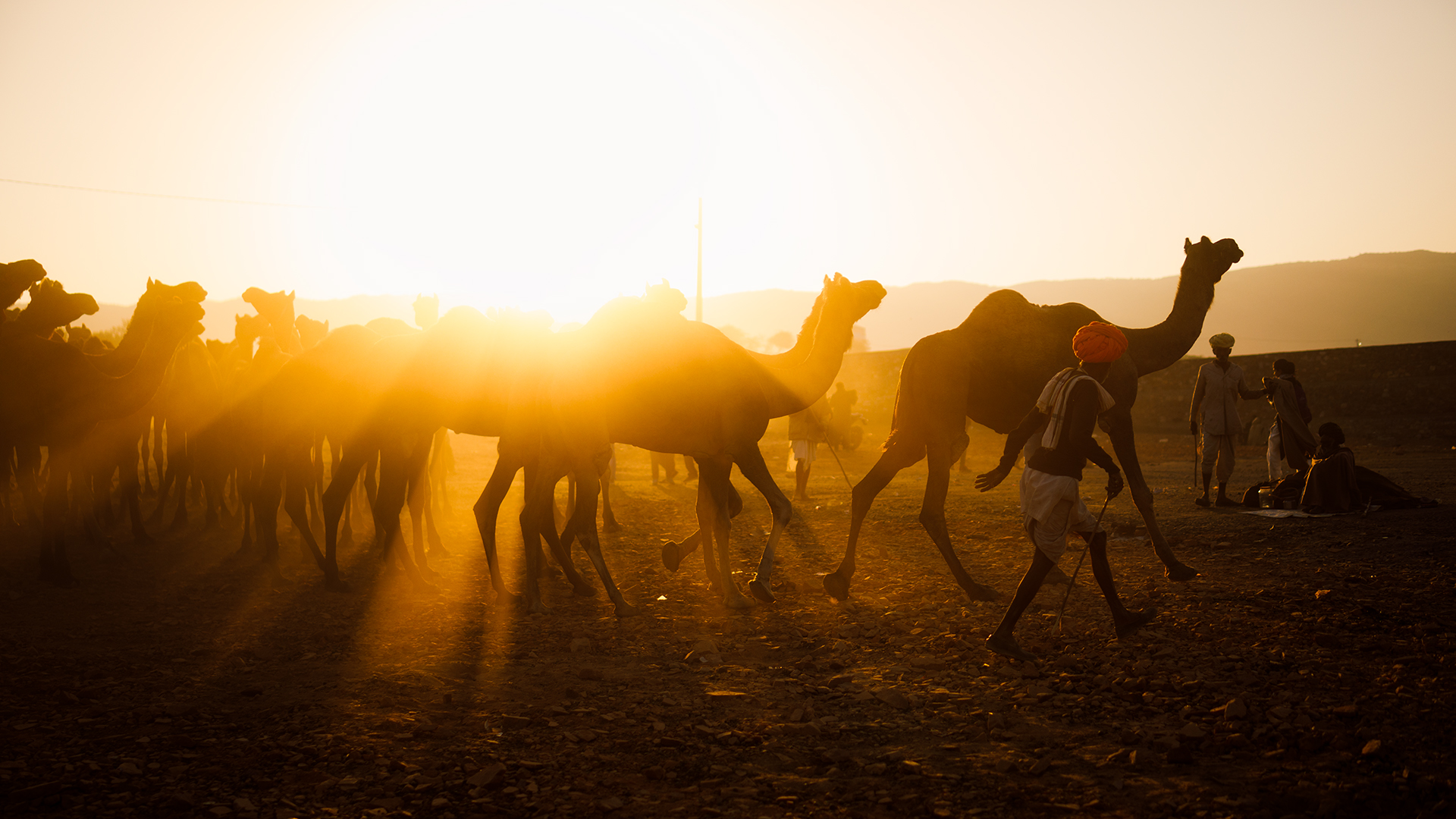 Golden sunrise over Pushkar Mela, with camels, traders, tents, and the desert landscape bathed in soft morning light.