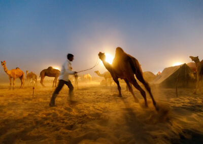 A camel shepherd is with his camel during Pushkar Mela, Rajasthan