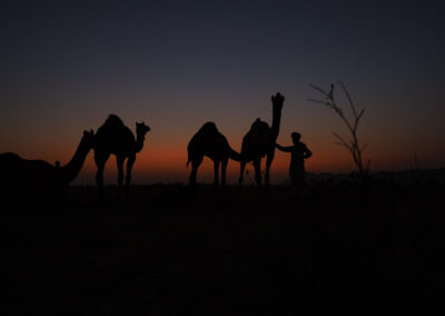 A camel shepherd is with his camel during Pushkar Mela, Rajasthan
