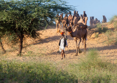 A camel shepherd with his camel during Pushkar Mela