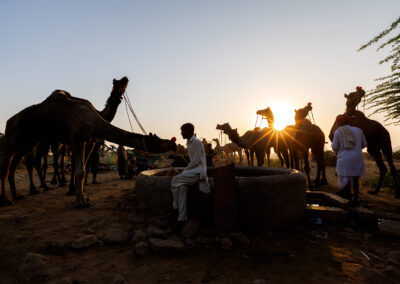 Silhouette of camel herders and camels at a well during sunset at the Pushkar fair in Rajasthan, India.
