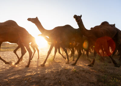 Camels return to the Pushkar Mela fairground at sunrise after grazing all night near the Aravalli hills in Rajasthan, India.