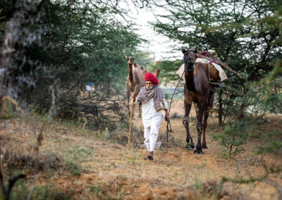 An elderly camel herder in a red turban walks barefoot with his camels through desert scrub returning to the Pushkar Mela fairground after night grazing in the Aravalli hills.