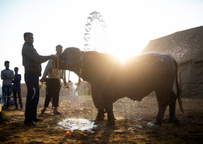 Buffalo Groomed for Sale at Pushkar’s Livestock Fair