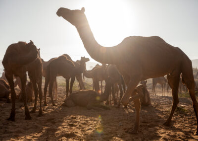 Camels at Pushkar Mela, Rajasthan.