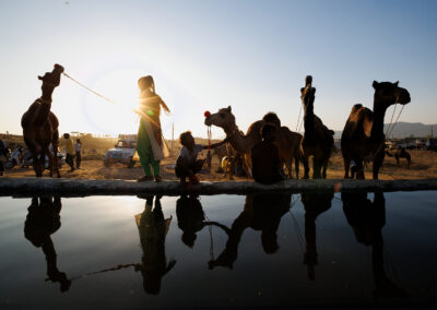Silhouetted herders and camels at a well in late afternoon, their reflections visible in the water at Pushkar Mela, Rajasthan, India.