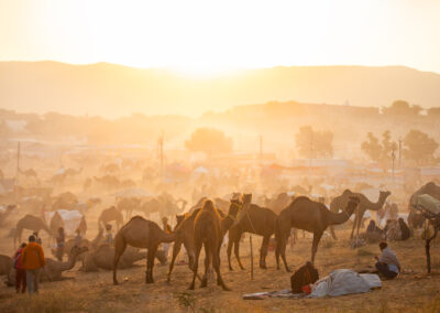 Golden sunrise over Pushkar Mela, with camels, traders, tents, and the desert landscape bathed in soft morning light.