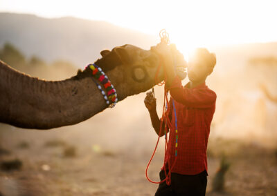 A young man in a red shirt tying colorful ropes around a camel’s mouth at sunrise, with dust and golden light in the background at Pushkar Mela.