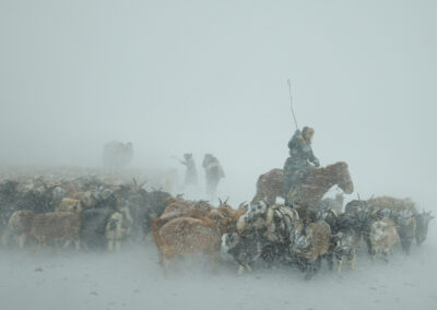 Eagle Hunter Yermyek’s son Akhtikek is migrating with his animals in the Altai mountains during a brutal snowstorm.